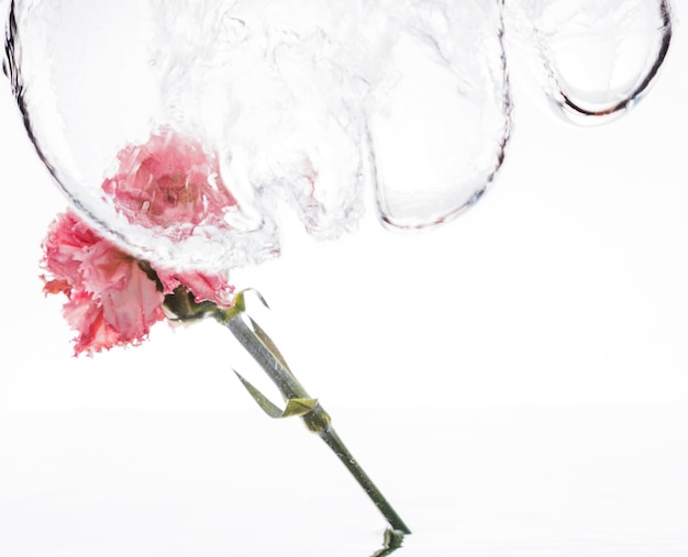 Free photo pink carnation falling into water