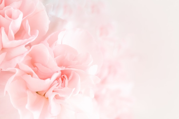 Pink carnation flowers bouquet. Premium Photo