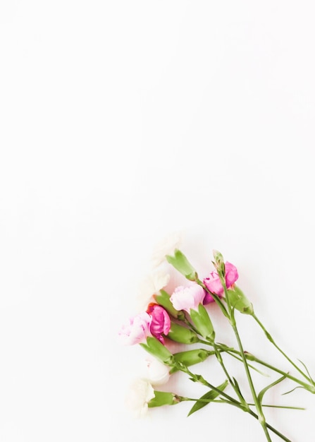 Pink carnation flowers on white background