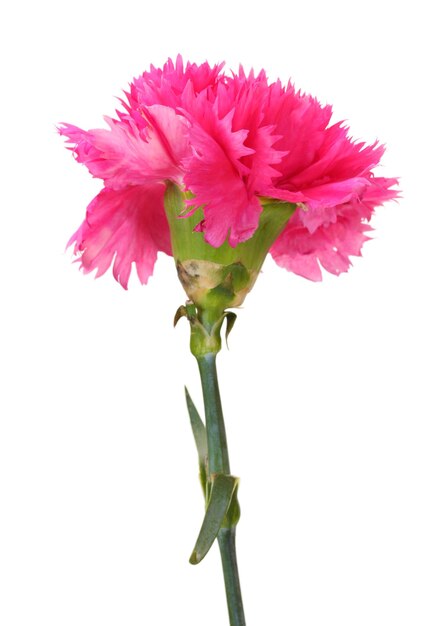 Pink carnation isolated on white