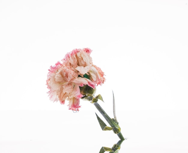 Pink carnation over white background