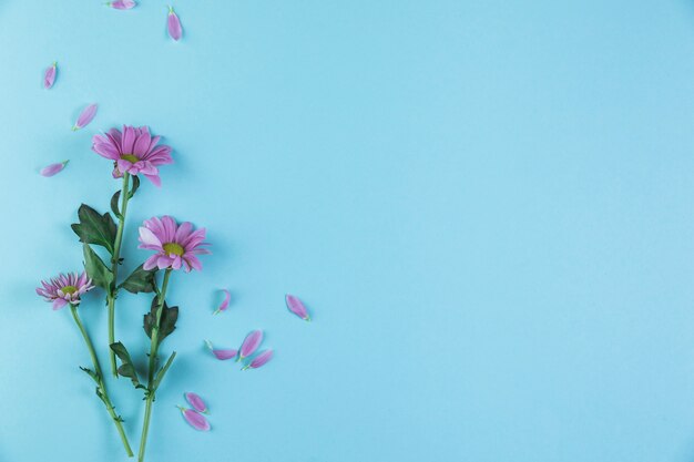 Pink chamomile flower twigs on blue background