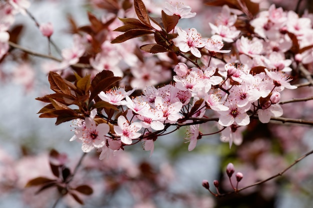 Pink cherry blossom flowers blooming on a tree with blurry background in spring