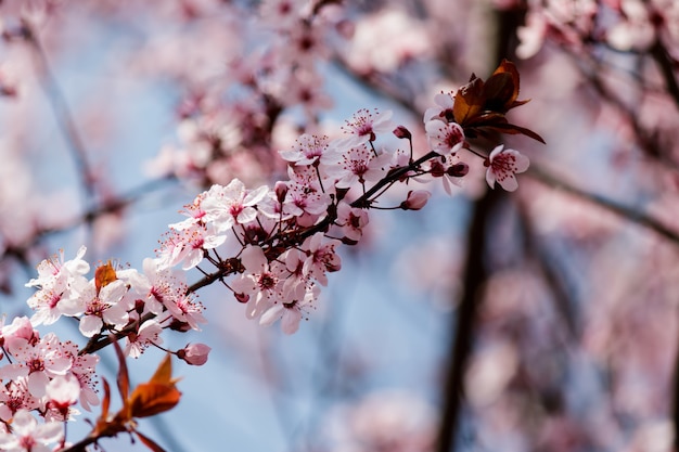 Pink cherry blossom flowers blooming on a tree