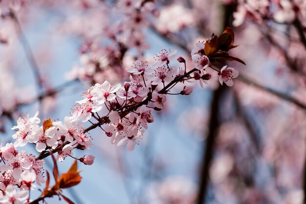 木に咲くピンクの桜の花