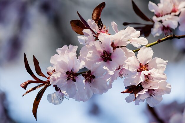 Pink cherry blossom flowers blooming on a tree