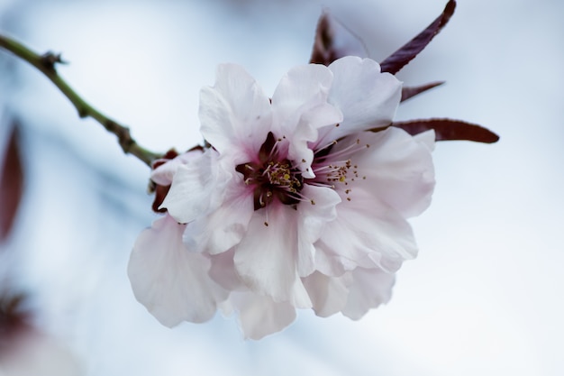 Pink cherry blossom flowers blooming on a tree