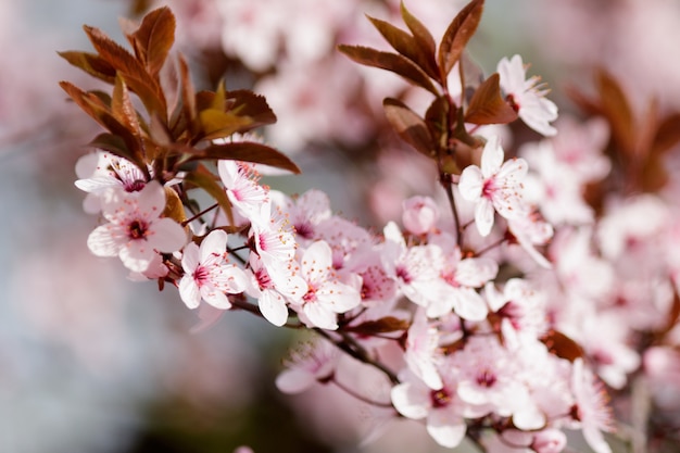 Pink cherry blossom flowers blooming on a tree