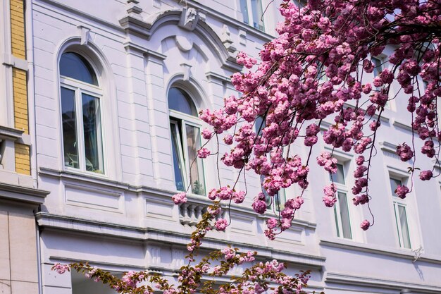 Of pink cherry blossom flowers in full bloom against a historical building