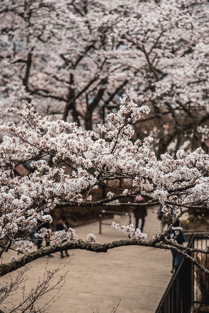 Pink cherry blossom tree