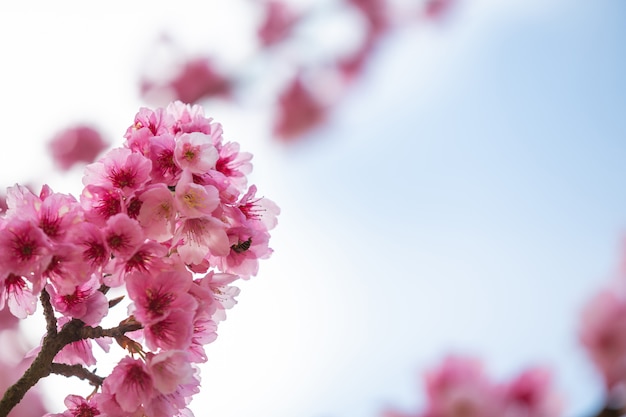 봄에는 분홍색 벚꽃이 핀다.