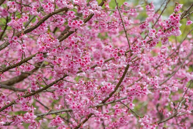 Foto gratuita i fiori di ciliegia rosa fioriscono in primavera.