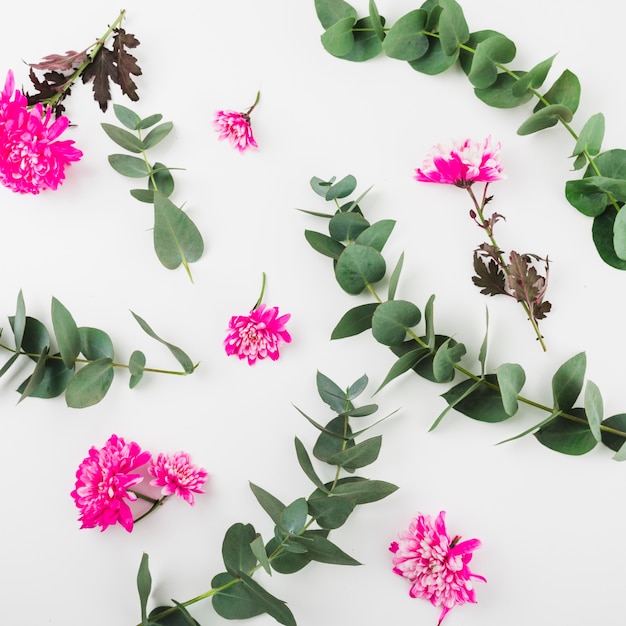 핑크 국화 꽃과 흰색 배경에 나뭇 가지