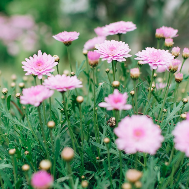 Pink chrysanthemum growing on meadow