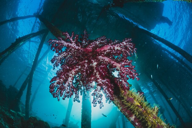 pink coral under the harbour