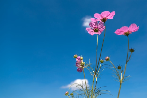 pink cosmos flowers with copy space