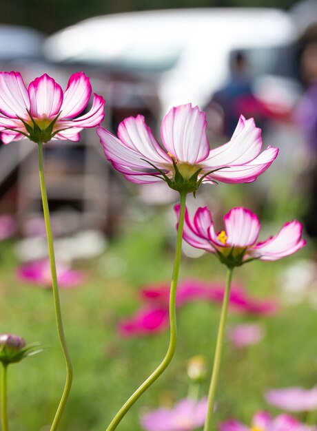 Pink cosmos flowers