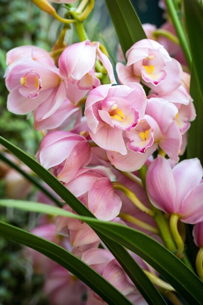 Pink cymbidium orchid flower