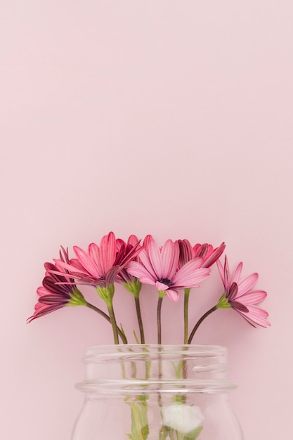 Pink daisies inside glass jar