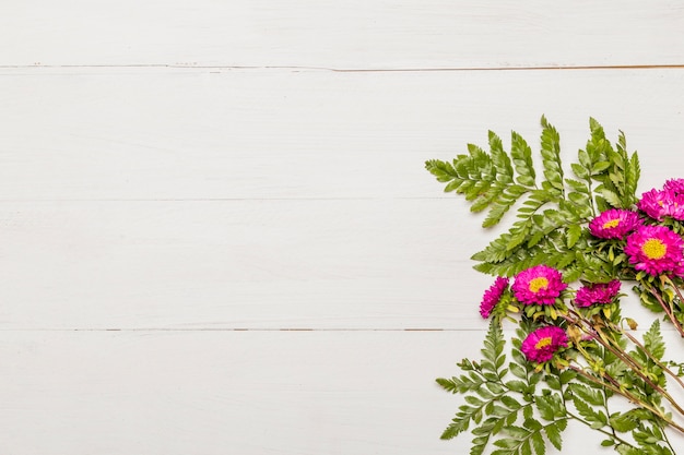 Pink daisies with leaves on white background