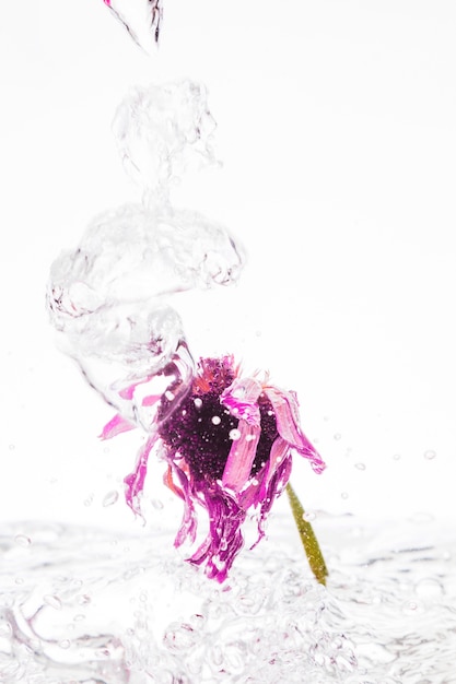 Розовая маргаритка падает в воду