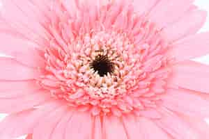 Free photo pink daisy flower