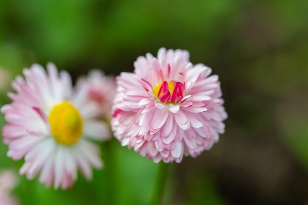 선택적 초점과 흐릿한 배경이 있는 녹색 잔디에 대한 핑크 데이지 꽃 근접 촬영 보기 프리미엄 사진