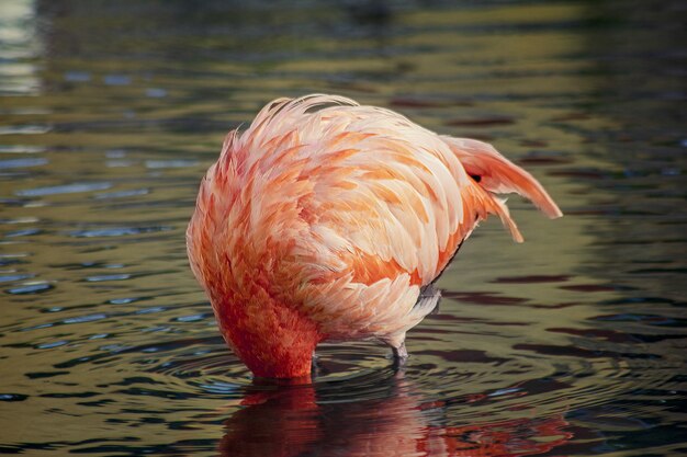 Pink flamingo dunking its head into water, causing ripples