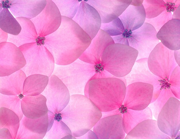 ピンクの花柄の壁紙 無料のベクター ピンクの花柄の壁紙 無料のベクター