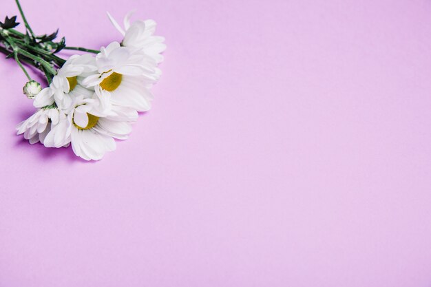 Pink flower background