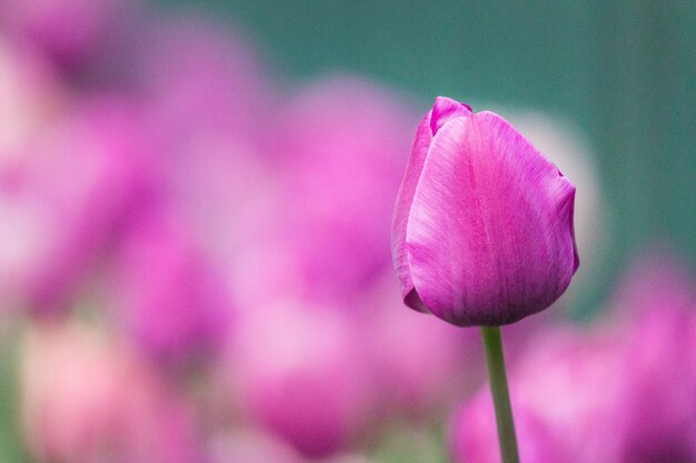 Pink flower bud in tilt shift lens