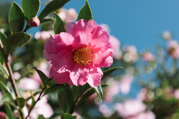 A pink flower closeup