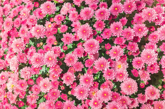 Pink flower garden background