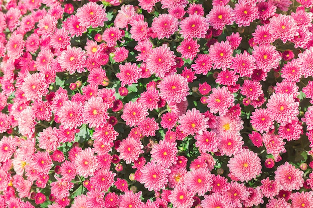 ピンクの花の庭の背景