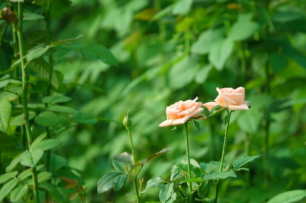 庭のピンクの花