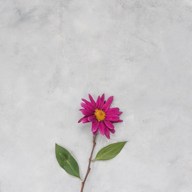 Pink flower on grey table