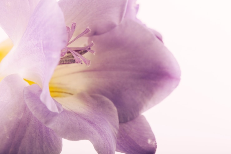 Free Photo pink flower on isolated backdrop