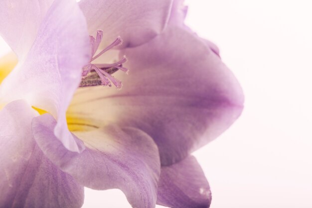 Pink flower on isolated backdrop