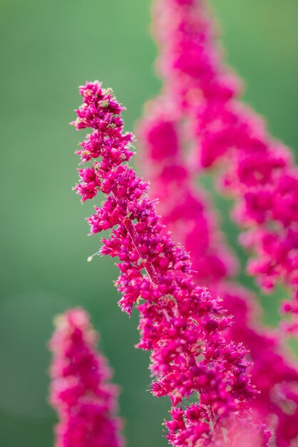 マクロレンズのピンクの花