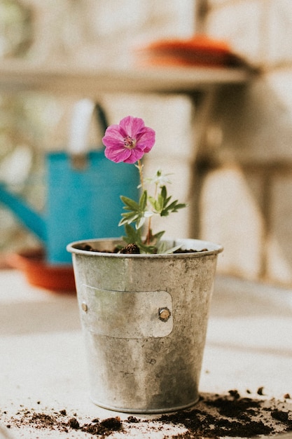 金属製の植木鉢にピンクの花