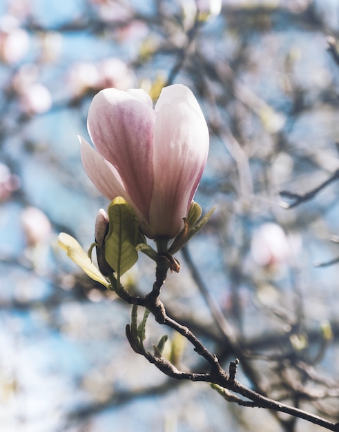 無料写真 他の人に囲まれた木の枝にピンクの花