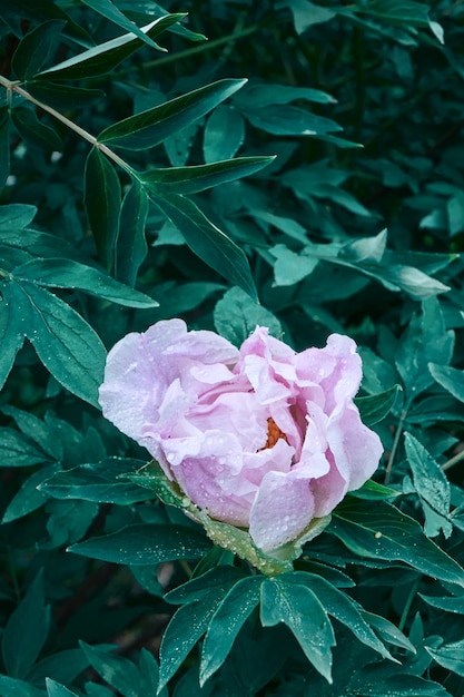 Foto gratuita un bocciolo di peonia rosa e una foglia verde su un cespuglio fiorito con gocce di rugiada girato in primo piano all'alba in estate in primavera in un giardino botanico soft focus