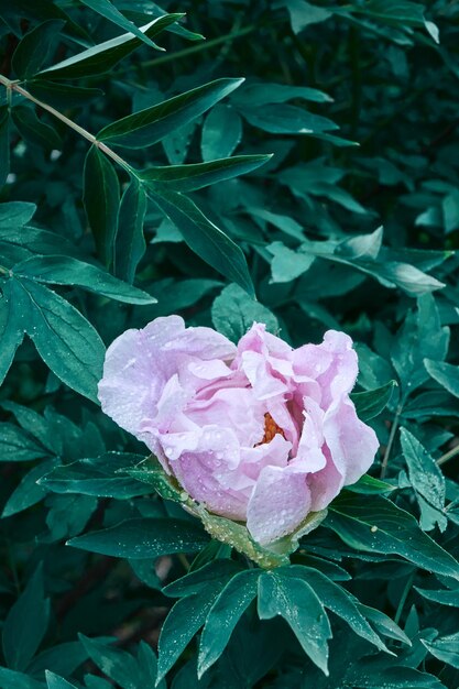 ピンクの花の牡丹のつぼみと露のしずくが咲く茂みの緑の葉は、植物園で春の夏の夜明けにクローズアップを撮影しましたソフトフォーカス