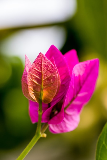 Pink flower petals