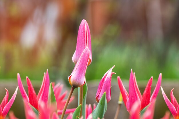 庭で育つピンクの花チューリップ