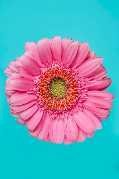 Pink flower on turquoise background