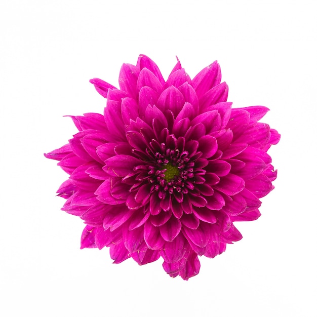 134,300+ Transparent Flower Stock Photos, Pictures & Royalty-Free