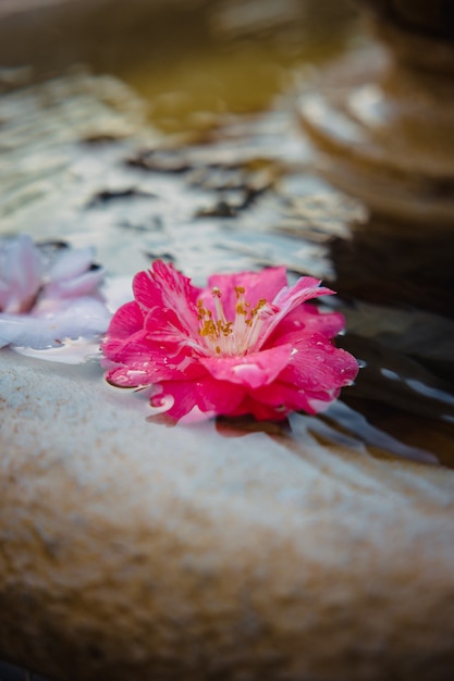 Pink flower on white sand