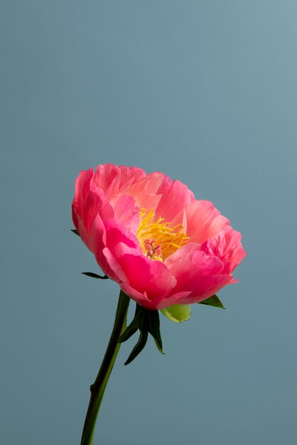 Pink flower with blue background