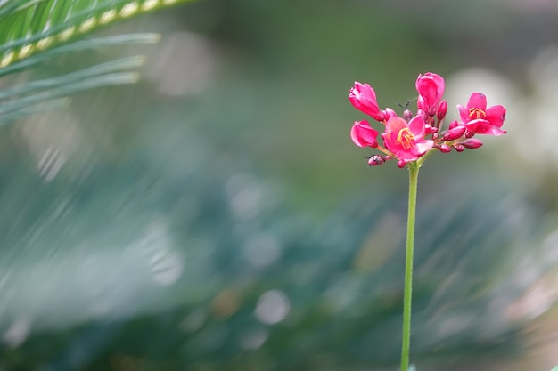 Pink flower with a blurred background